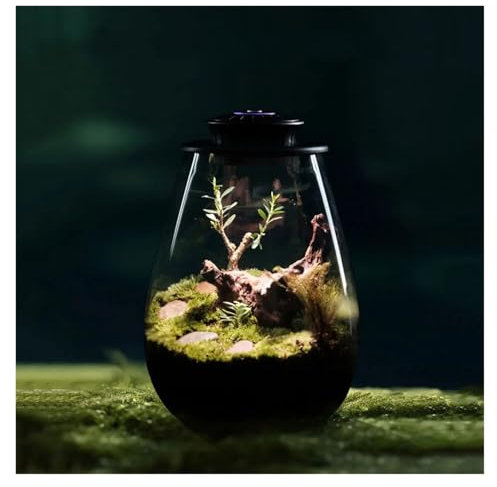 Lámpara de Planta, Luz de planta en miniatura de escritorio con temporizador, lámpara de cultivo de plantas for Terrario de cristal, luz de cultivo for paisaje de jardinería en miniatura para Plantas