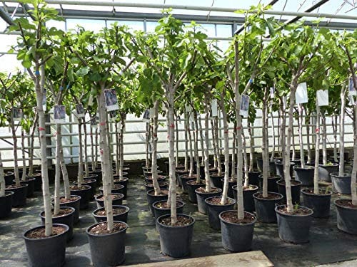 gruenwaren jakubik Feigenbaum 150-180 cm Obstbaum winterhart kräftiger Stamm, Ficus Carica, Feige, Obst