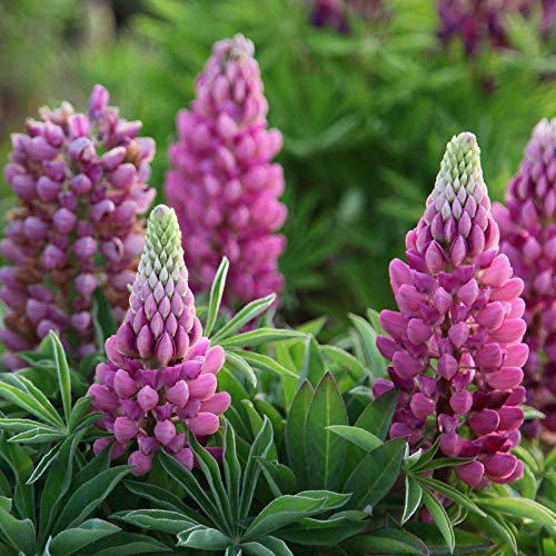 Russell Lupin graines mélangées 30+ graines de fleurs de plantes lupin vivaces colorées pour la plantation de jardin et de jardin facile à cultiver