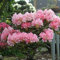 INKARHO - Rhododendron Loreley 25-30cm - Rhododendron yakushimanum