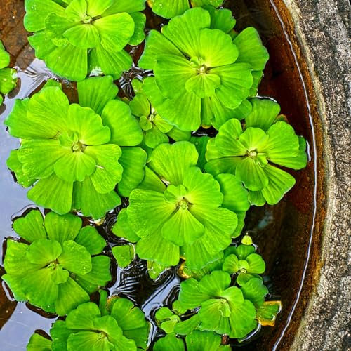 10 pcs muschelblume für aquarium samen, Pistia stratiotes, garten geschenke für frauen, planzen muschelblume für teich kräuter fensterbank, garten pflanzen heilkräuter samen, balkon