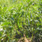 90 semillas de chile verde