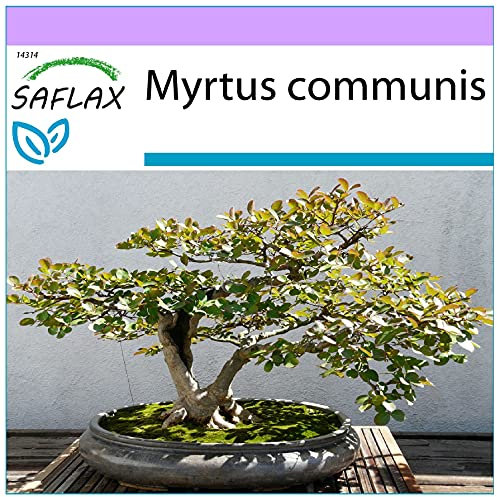 SAFLAX - Bonsai - Echte Myrte/Brautmyrte - 30 Samen - Myrtus communis
