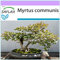 SAFLAX - Mirto - 30 semi - Myrtus communis