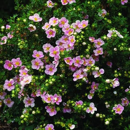 Potentille arbustive 'Lovely Pink' – Potentilla fruticosa 'Lovely Pink' – 25-30 C – 25-30 cm pot | Fleurs rose tendre, idéale massifs