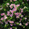 Fingerstrauch 'Lovely Pink' - Potentilla fruticosa 'Lovely Pink' 25-30 C - 25-30 cm Topf