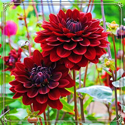 Dahlien Knollen Dahlien kaufen Dahlienknollen Dahlien zwiebeln