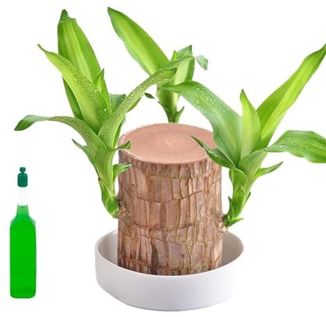 FYKZQWDS Brazilian Wood Plant,Lucky Bamboo Plant Indoor Lucky Bamboo Suitable for Home Office Decoration Interior Decoration Enhanced The Aesthetic Appeal of The Workspace
