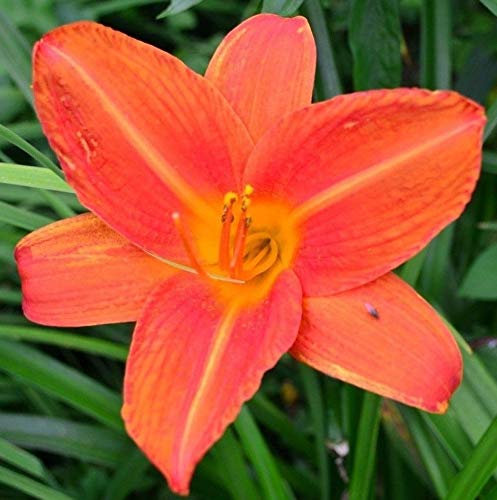 Portal Cool Hémérocalle Bruno Müller