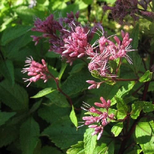 6 x Großer Wasserdost Purple Blush - Eupatorium Maculatum 'Purple Blush' Topf 9x9cm: Zartrosa Blüten, feuchte Böden, bienenfreundlich, winterhart.