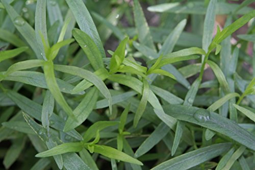 Tarragon French Garden Herb Plug Plants Pack x 6