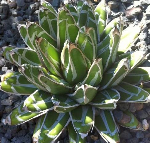 Agave victoriae-reginae Huasteca Canyon - Queen Victoria Agave - Royal Agave - 10 Samen