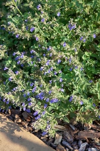 Nepeta cataria 9x9 cm Topf – Winterhart, Mehrjährig, Pflegeleicht – Katzenminze – Kräuterpflanze für Garten & Balkon