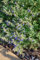 Nepeta cataria ca. 9x9 cm Topf - Katzenminze, weiße Blüten, Blütezeit Juni-September, bienenfreundlich, ideal für Rabatten, pflegeleicht