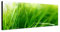 Grashalme Grüne Wiese 150x50cm Panorama Wandbild auf Leinwand und Keilrahmen fertig zum aufhängen - Unsere Bilder auf Leinwand bestechen durch ihre ungewöhnlichen Formate und den extrem detaillierten Druck aus bis zu 100 Megapixel hoch aufgelösten Fotos.