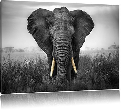 Pixxprint prachtvoller Elefant B&W, Größe: 120x80cm, Leinwandbild, fertig gespannt, Wandbild, Dekoration, Kunstdruck, kein Poster