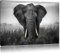Pixxprint prachtvoller Elefant B&W, Größe: 120x80cm, Leinwandbild, fertig gespannt, Wandbild, Dekoration, Kunstdruck, kein Poster