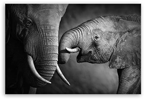 ge Bildet Bild auf Leinwand | Elefanten - schwarz weiß in 30x20 cm als Wandbild | Wand-deko Dekoration Wohnung modern Bilder | 1084