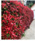 BALDUR Garten immergrün Photinia-Hecke 'Red Robin', 1 Pflanze, Glanzmispel winterhart, mehrjährig und schnellwachsend, Heckenpflanze, Photinia fraseri 'Red Robin', blühend