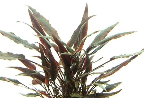 Dennerle Cryptocoryne Lutea Wasserkelch Wasserpflanze für Aquarium