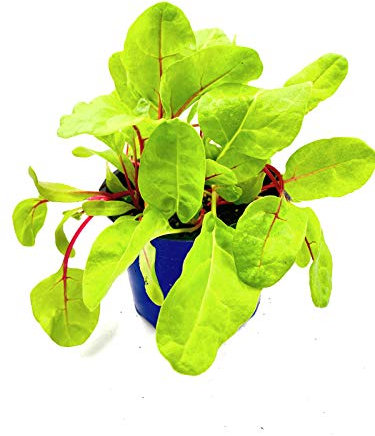 Mangold Pflanze Beta vulgaris Gemüse Pflanzen 4stk