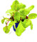 Mangold Pflanze Beta vulgaris Gemüse Pflanzen 4stk