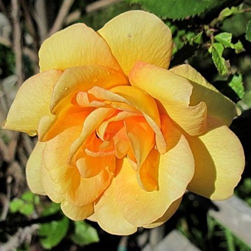 Rosa trepador Maigold - Amarilla, perenne y resistente | ClematisOnline Plantas y flores trepadoras