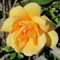 Kletterrose Maigold - Gelb, Mehrjährig & Winterhart | ClematisOnline Kletterpflanzen & Blumen