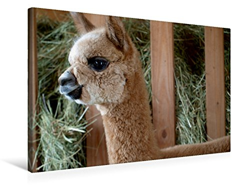 Leinwand · Premium Textil-Leinwand 75 cm x 50 cm quer Alpaka im Heu | 75 × 50 cm quer · Textil-Leinwand auf Keilrahmen · CALVENDO Leinwand