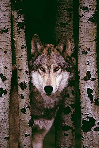 Wölfe - Gray Wolf - Plakat Poster Druck - Größe 61x91,5 cm