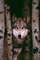 Wölfe - Gray Wolf - Plakat Poster Druck - Größe 61x91,5 cm