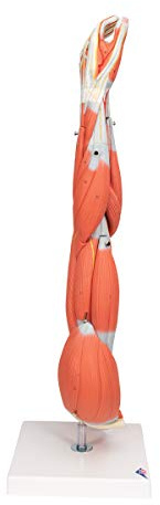3B Scientific® Armmuskel Modell – Lebensgroßes 6-teiliges menschliches Arm-Modell mit herausnehmbaren Muskeln + Smart Anatomy App (5 Jahre Garantie)
