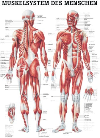 Ruediger Anatomie TA04 Muskelsystem des Menschen Tafel, 70 cm x 100 cm, Papier