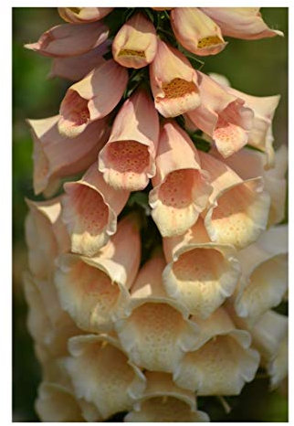 PREMIER SEEDS DIRECT - Digitalis - Foxglove - Apricot - 4000 Finest Seeds
