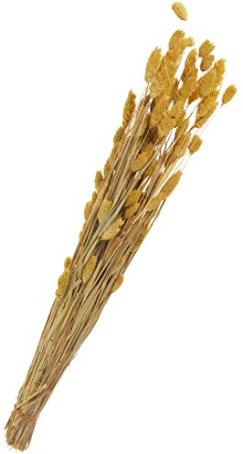Trockenblumen Phalaris, L ca. 55 cm, ca. 120 g Gelb