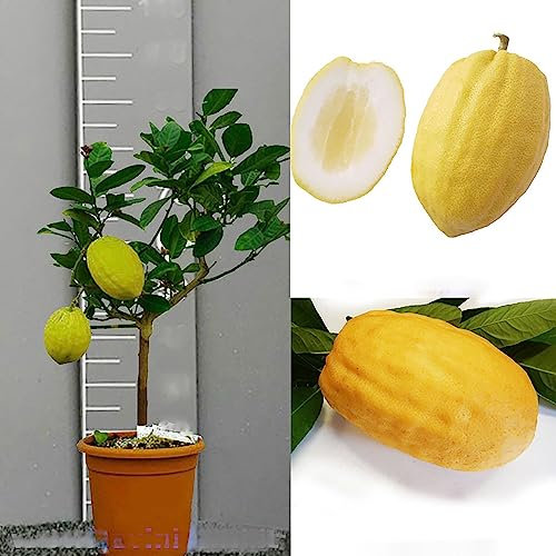 SAVINI VIVAI Zedernpflanze, Zitrusbaum, Diamantzeder im 20 cm Topf, Höhe 70 cm, 2-3 Jahre Veredelung, hergestellt in Italien