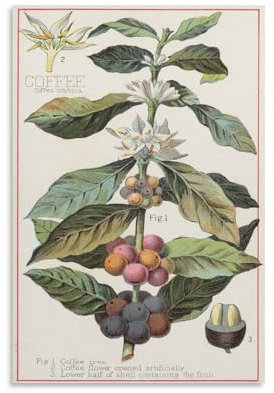 Vintage-Kaffeepflanze – Botanisches Poster, Vintage-Küchendekoration, Essen-Poster, Kunstposter, Leinwand, Malerei, Dekor, Wanddruck, Foto, Zuhause, moderne dekorative Poster, 30 x 45 cm