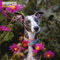 Whippets Traditioneller Kalender 2025