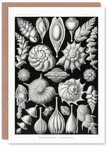 Artery8 Ernst Haeckel Art Card Thalamophora Forams Shells