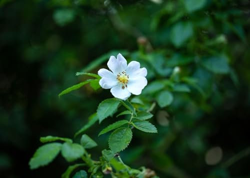 Rosa multiflora 60-100 cm - Vielblütige Rose, weiße Blüten, Blütezeit Juni-August, ideal für Hecken, bienenfreundlich, pflegeleicht