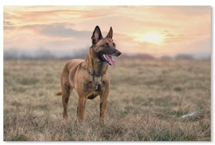 The Malinois,Jigsaw Puzzles for Adults 1000 Piece, Classic Puzzle Teens Boys Girls Puzzles Sturdy Tight Fitting Pieces,Letters On Back for Ideal Challenging And Gift(75x50cm)-G21