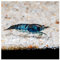 AQ4Aquaristik 10 x Blue Rili Zwerggarnele - Schwarz Blaue Garnele Neocaridina davidi