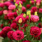 Inklusive Dünger – 515 Bunte Eustoma Samen Winterhart, Eustoma Dornenlose Rose Samen, Lisianthus Samen für Innen- & Außenanbau, Perfekt für Sträuße, Dekoration & Garten (Rot heiß)