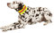 Heim Signalhalsband für Hunde 48 cm