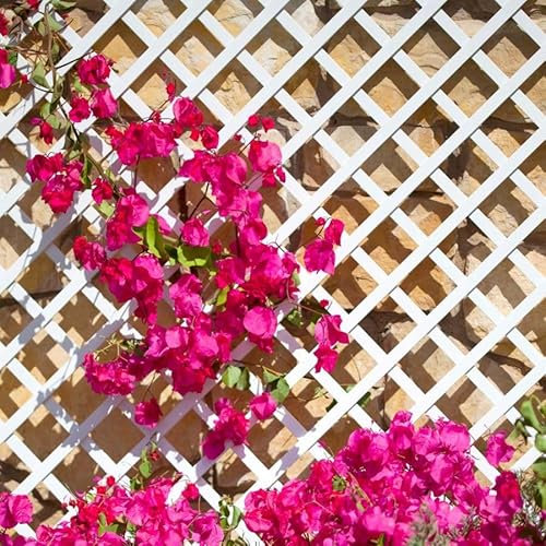 Catral Nortene | Celosia PVC 48 Mm 1x2 M Blanco | Decoración Exterior | Cerramientos Ambientes Modernos