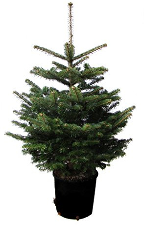 Nordmanntanne im Topf gewachsen Weihnachtsbaum ideal zum Einpflanzen (100x120cm)