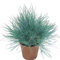 300 pcs Blauschwingel Gras Samen Zimmerpflanzen Samen （Festuca glauca） Geschenke Für Pflanzenliebhaber Biosaatgut Kräuter Balkon Bodendecker Winterhart Mehrjährig Steingartenpflanzen