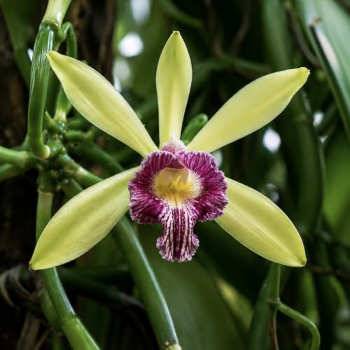 Vanilla imperialis, Imperiale Vanille-Orchidee – Unbewurzelter Steckling | Unrooted Cutting | Größte Afrikanische Orchidee | Spektakuläre Lila Blüten | Kletternde Epiphyt | Selten