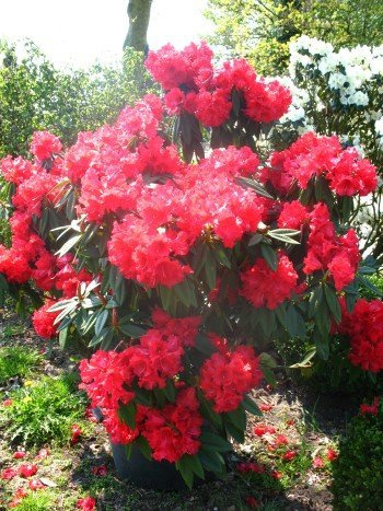 Rhododendron Wilgens Ruby 30-40 cm hoch im 5 Liter Pflanzcontainer
