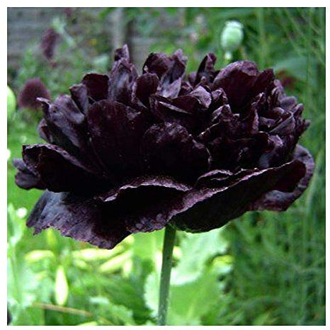 250 Black Poppy Papaver Paeoniflorum Peony Seeds